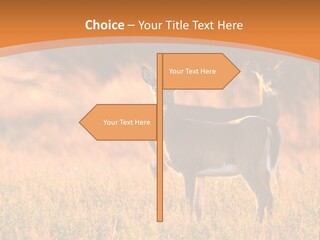 A Couple Of Deer Standing On Top Of A Grass Covered Field PowerPoint Template