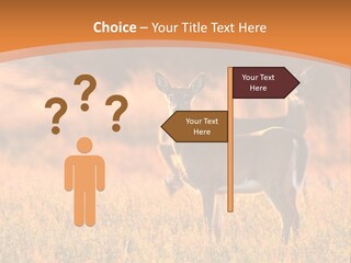 A Couple Of Deer Standing On Top Of A Grass Covered Field PowerPoint Template