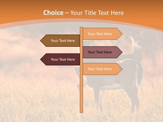 A Couple Of Deer Standing On Top Of A Grass Covered Field PowerPoint Template