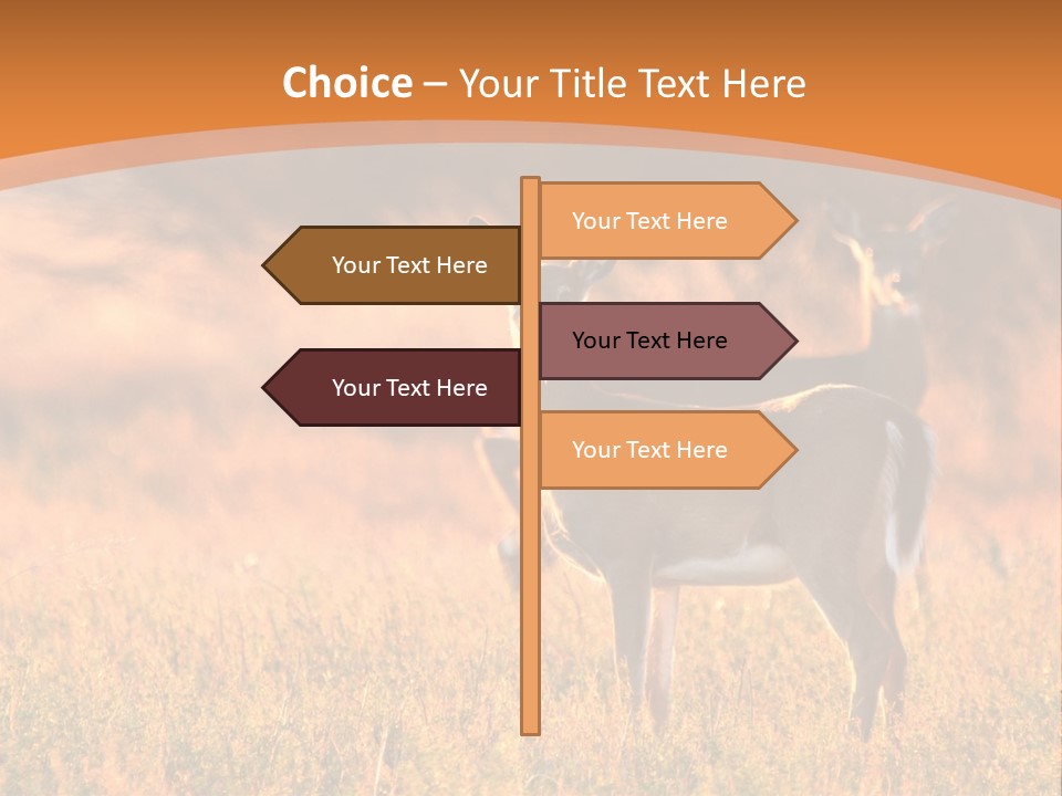 A Couple Of Deer Standing On Top Of A Grass Covered Field PowerPoint Template