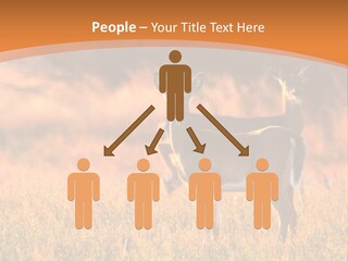 A Couple Of Deer Standing On Top Of A Grass Covered Field PowerPoint Template