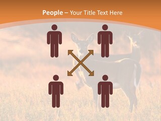 A Couple Of Deer Standing On Top Of A Grass Covered Field PowerPoint Template