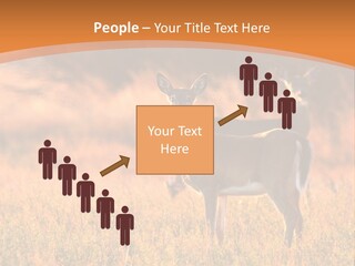 A Couple Of Deer Standing On Top Of A Grass Covered Field PowerPoint Template