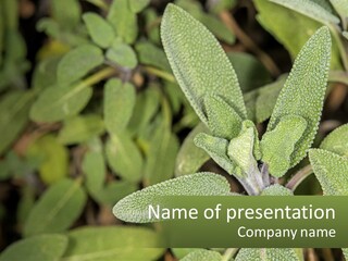 A Group Of Sage Plants With Green Leaves PowerPoint Template