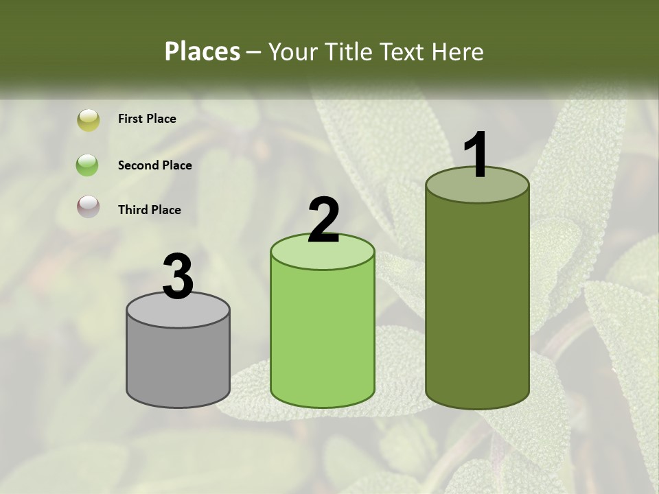 A Group Of Sage Plants With Green Leaves PowerPoint Template