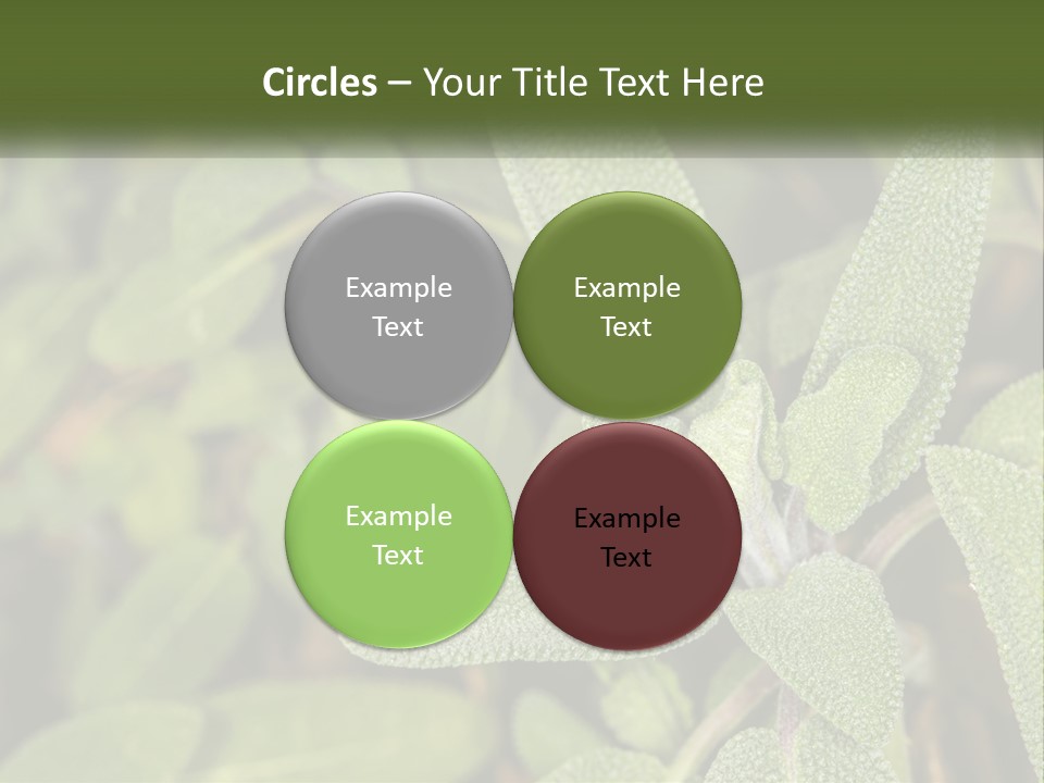 A Group Of Sage Plants With Green Leaves PowerPoint Template
