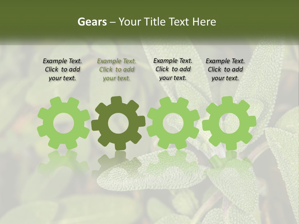 A Group Of Sage Plants With Green Leaves PowerPoint Template