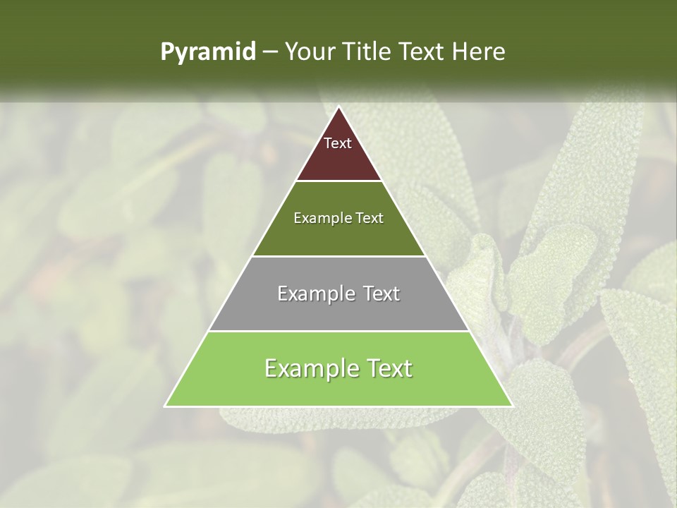 A Group Of Sage Plants With Green Leaves PowerPoint Template