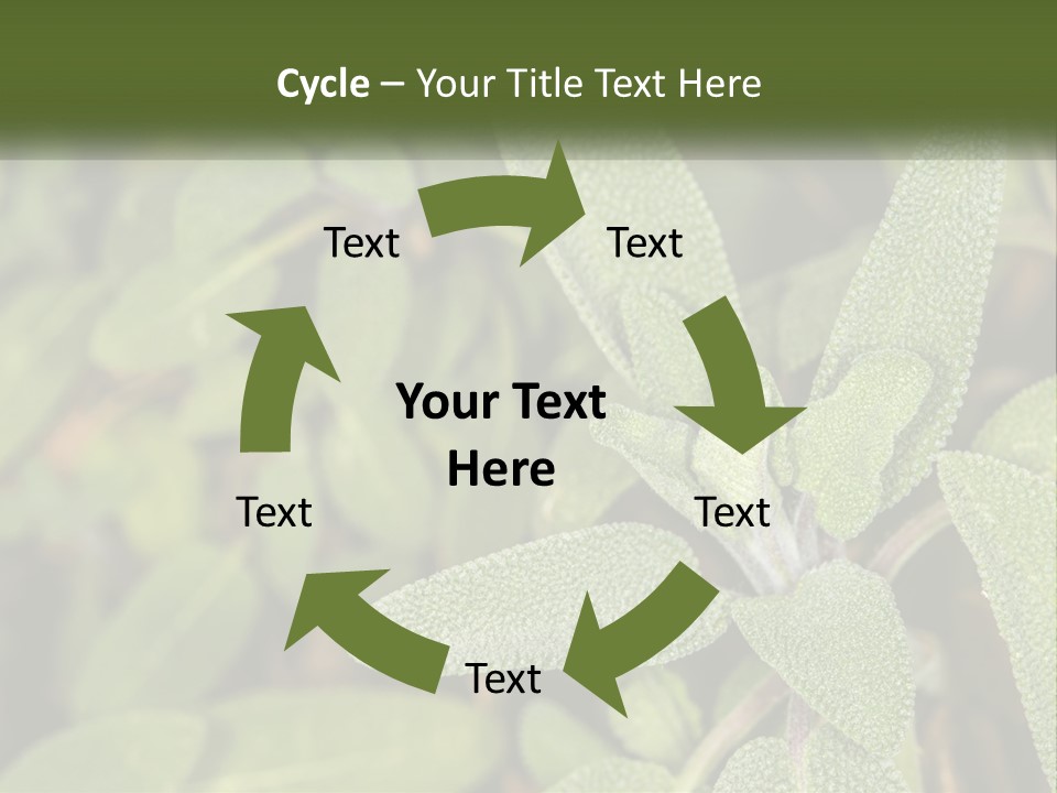 A Group Of Sage Plants With Green Leaves PowerPoint Template