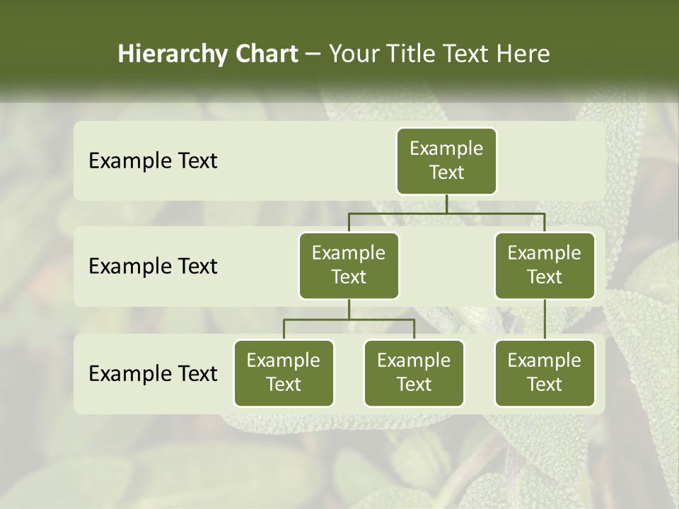A Group Of Sage Plants With Green Leaves PowerPoint Template