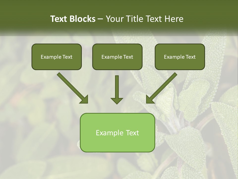 A Group Of Sage Plants With Green Leaves PowerPoint Template