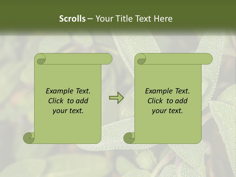 A Group Of Sage Plants With Green Leaves PowerPoint Template