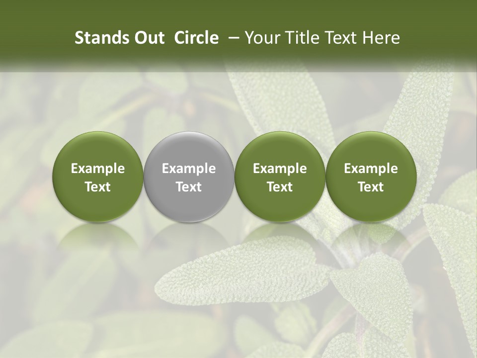 A Group Of Sage Plants With Green Leaves PowerPoint Template