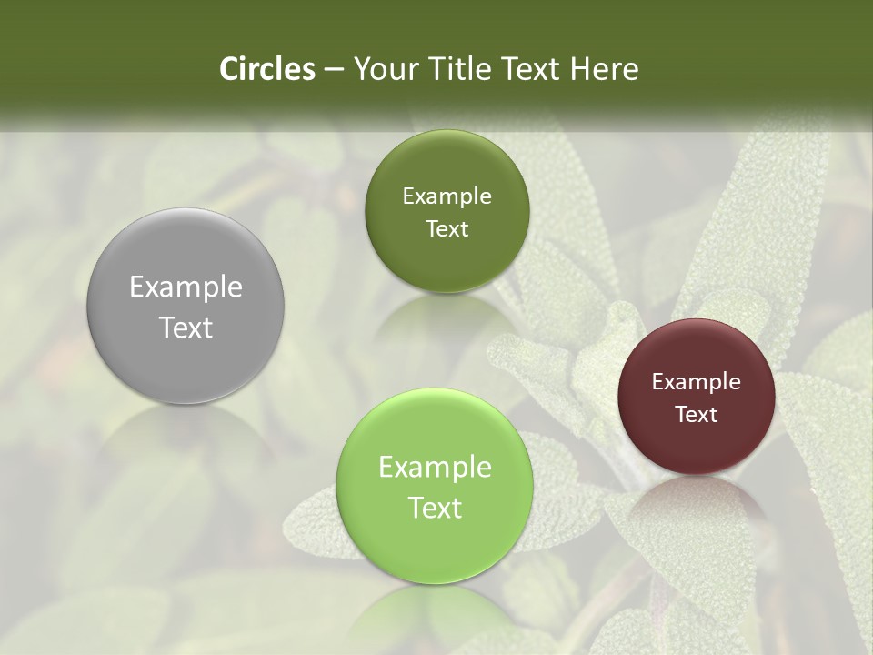 A Group Of Sage Plants With Green Leaves PowerPoint Template