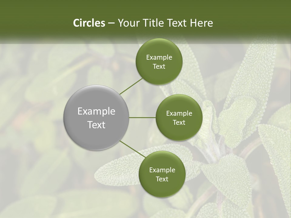 A Group Of Sage Plants With Green Leaves PowerPoint Template