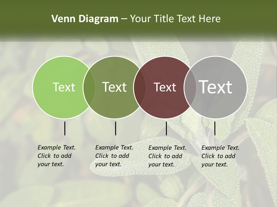 A Group Of Sage Plants With Green Leaves PowerPoint Template