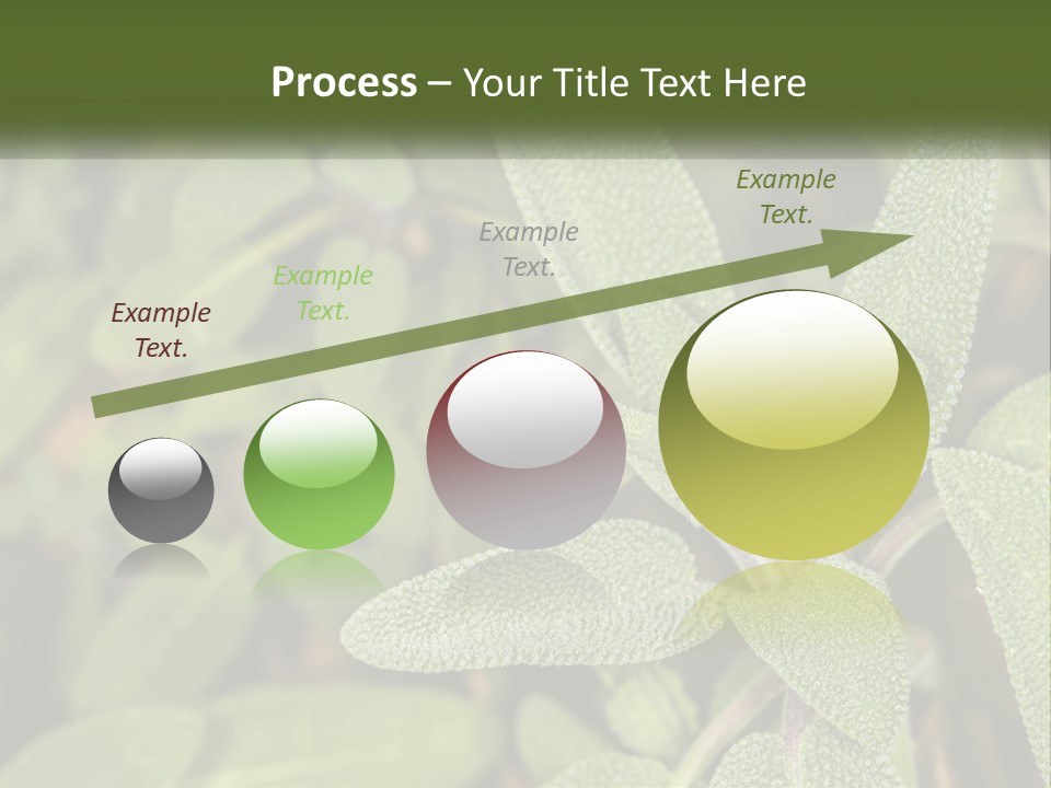 A Group Of Sage Plants With Green Leaves PowerPoint Template