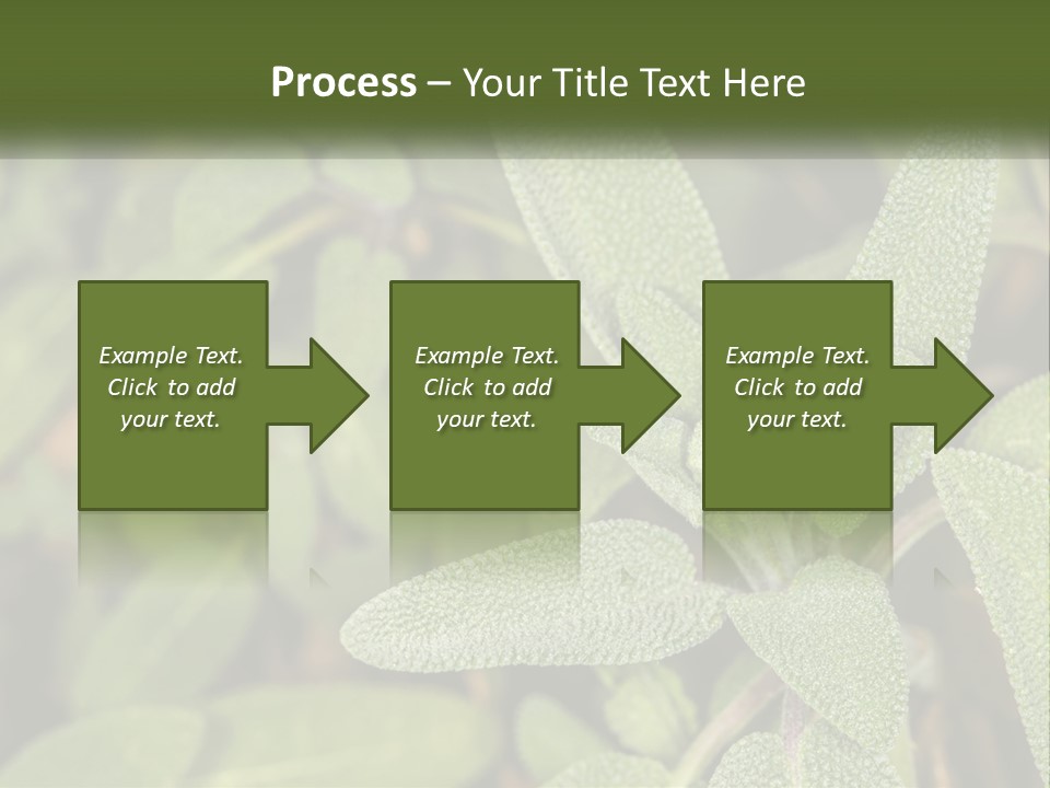 A Group Of Sage Plants With Green Leaves PowerPoint Template