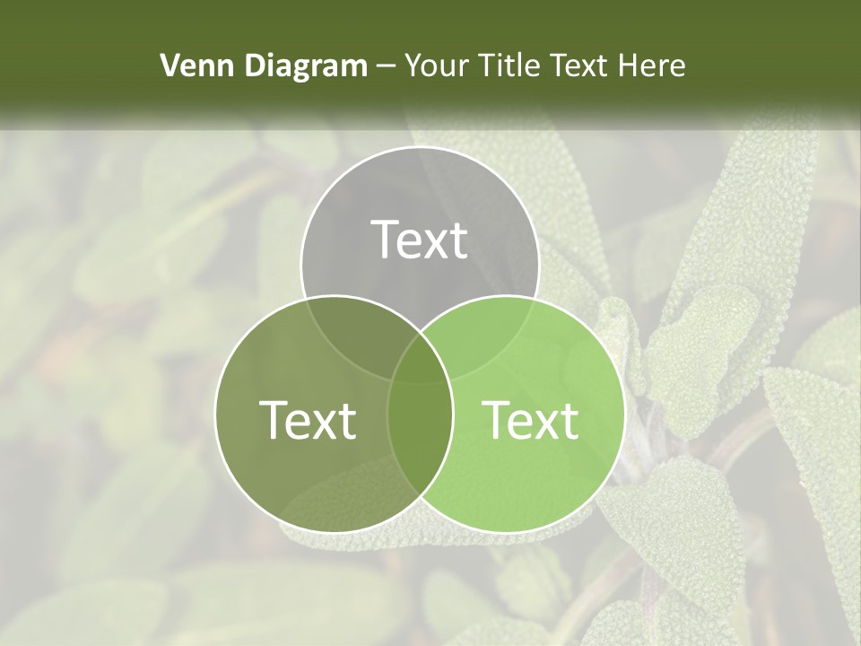 A Group Of Sage Plants With Green Leaves PowerPoint Template