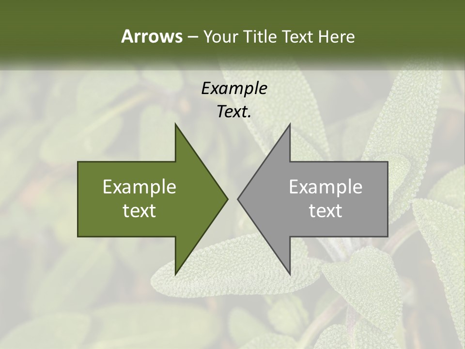 A Group Of Sage Plants With Green Leaves PowerPoint Template