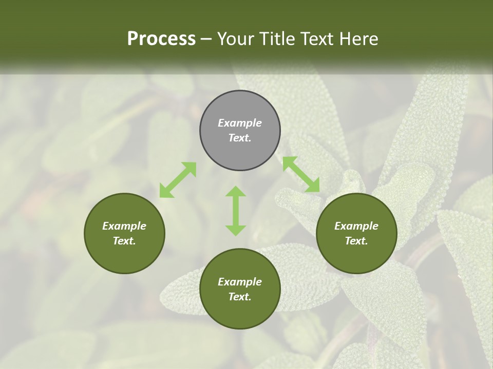 A Group Of Sage Plants With Green Leaves PowerPoint Template