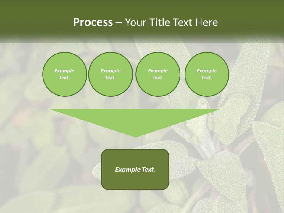 A Group Of Sage Plants With Green Leaves PowerPoint Template