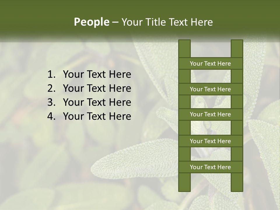A Group Of Sage Plants With Green Leaves PowerPoint Template