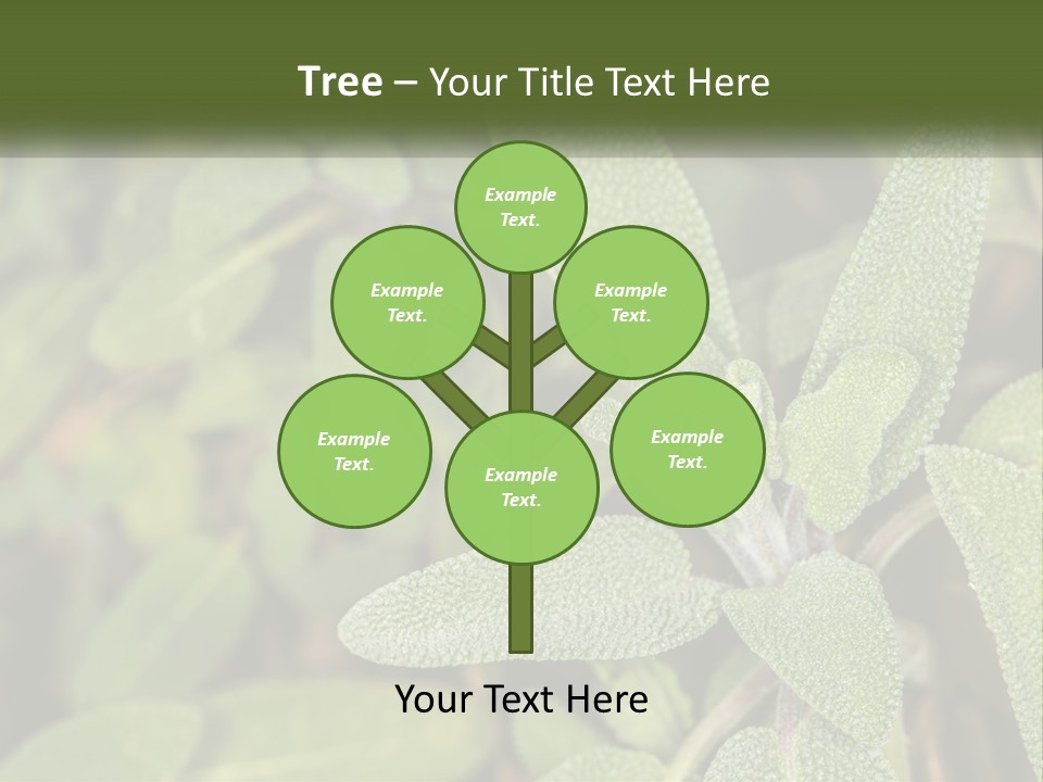 A Group Of Sage Plants With Green Leaves PowerPoint Template