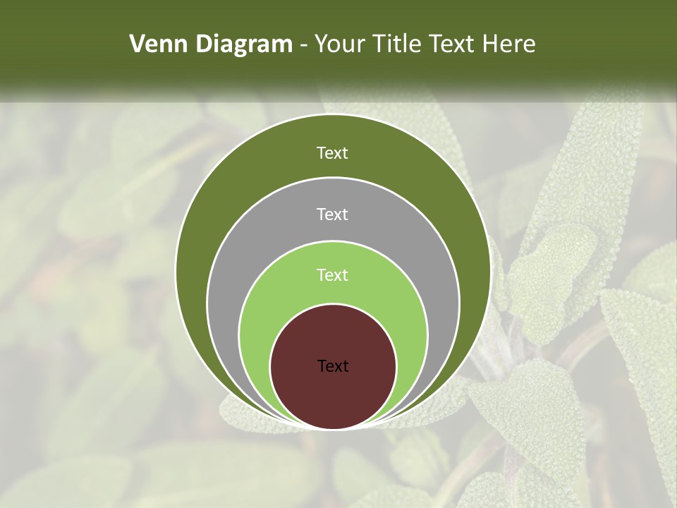 A Group Of Sage Plants With Green Leaves PowerPoint Template