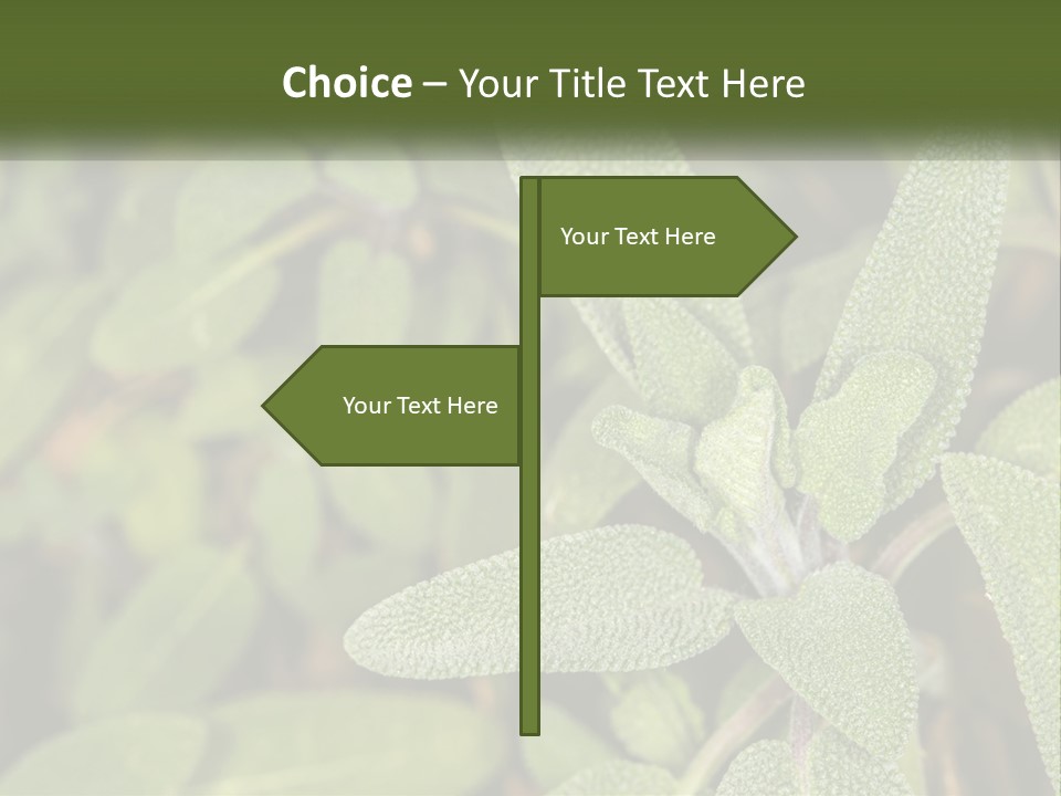 A Group Of Sage Plants With Green Leaves PowerPoint Template