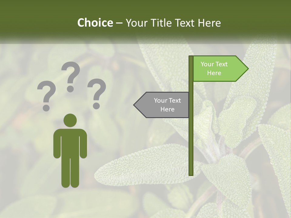 A Group Of Sage Plants With Green Leaves PowerPoint Template