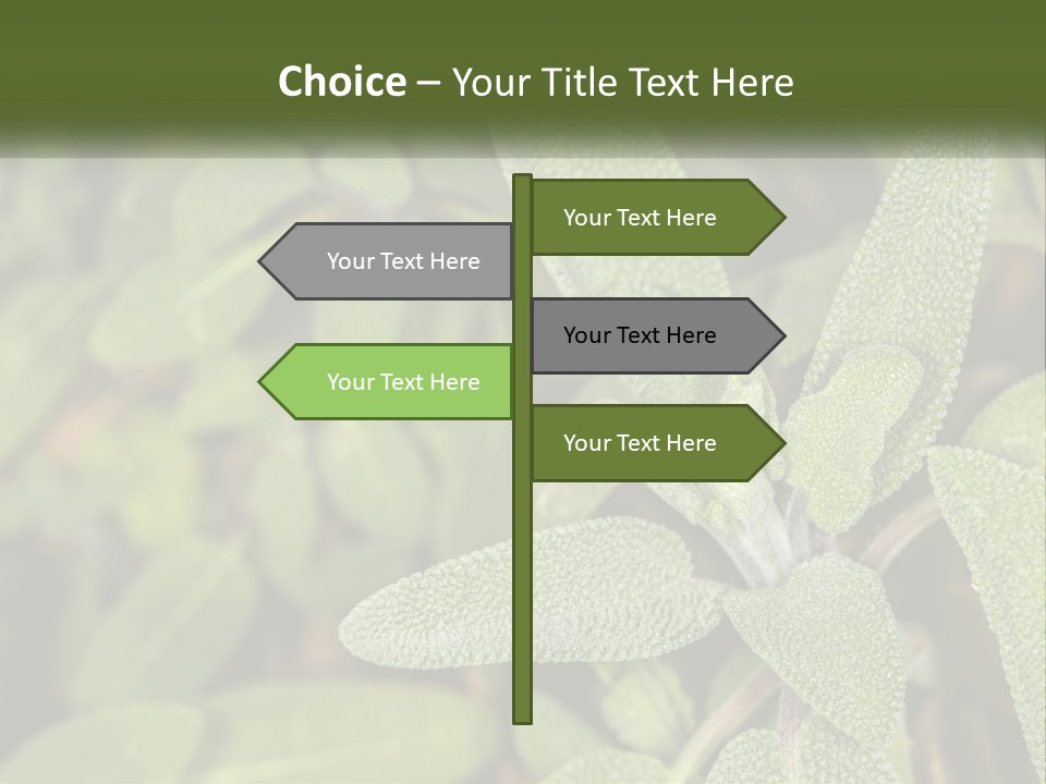A Group Of Sage Plants With Green Leaves PowerPoint Template