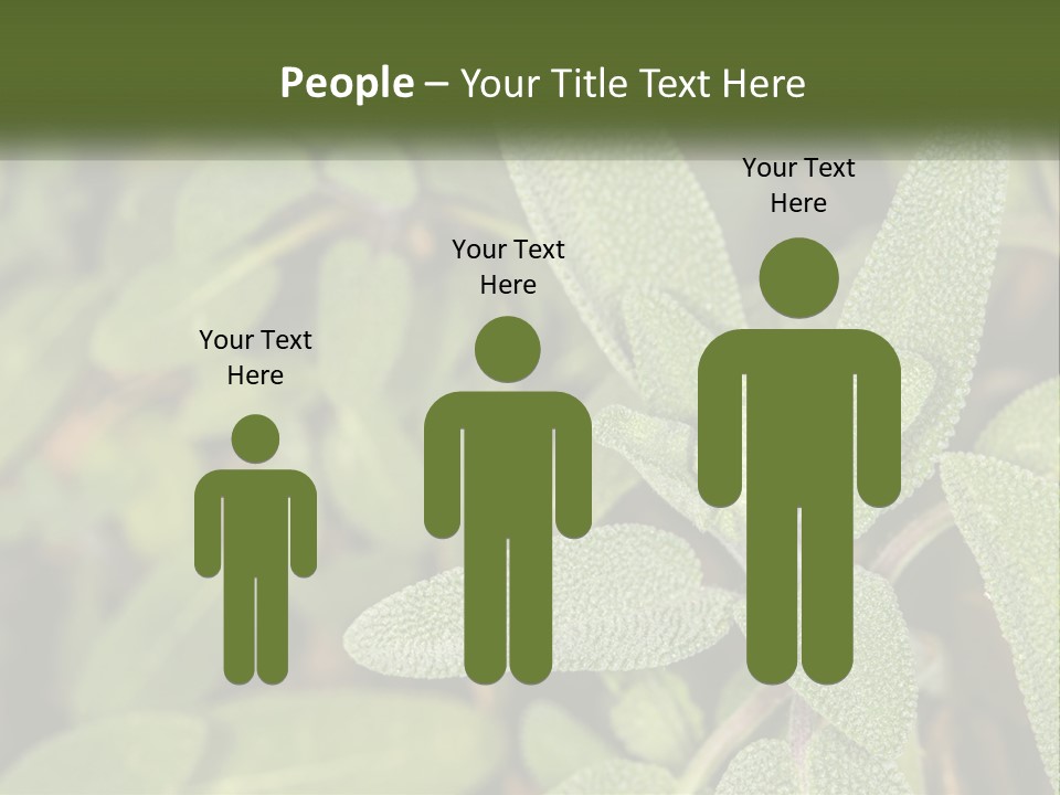 A Group Of Sage Plants With Green Leaves PowerPoint Template