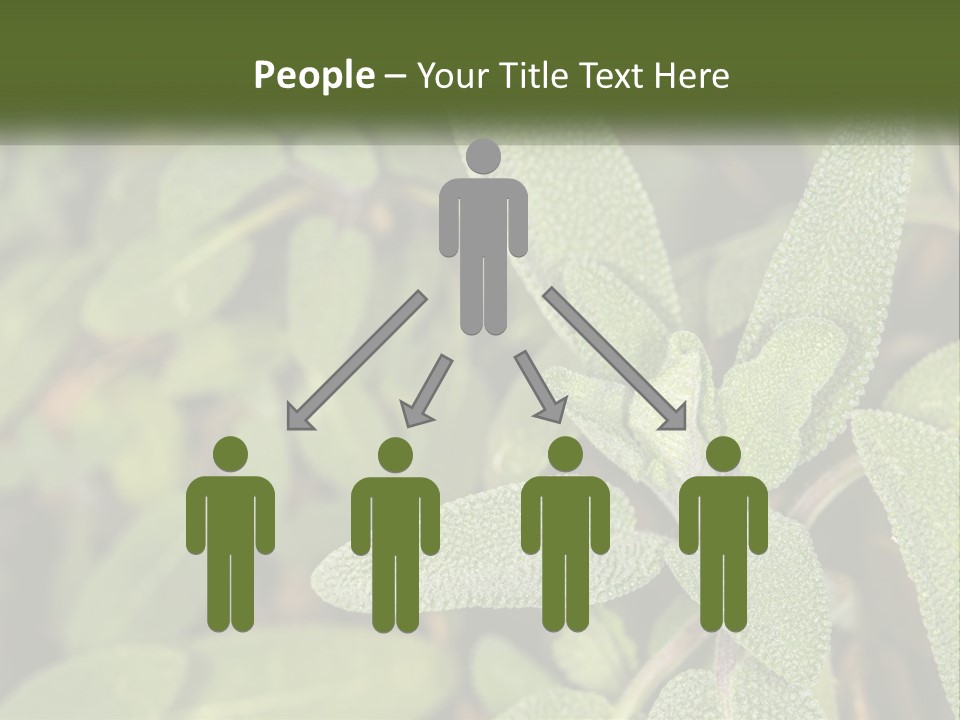 A Group Of Sage Plants With Green Leaves PowerPoint Template