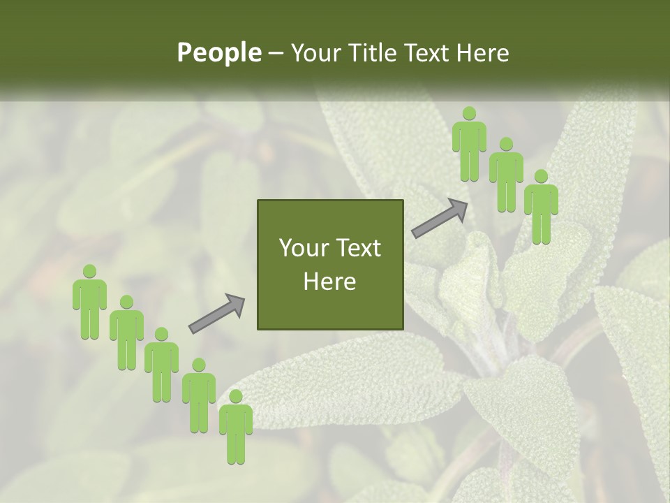 A Group Of Sage Plants With Green Leaves PowerPoint Template