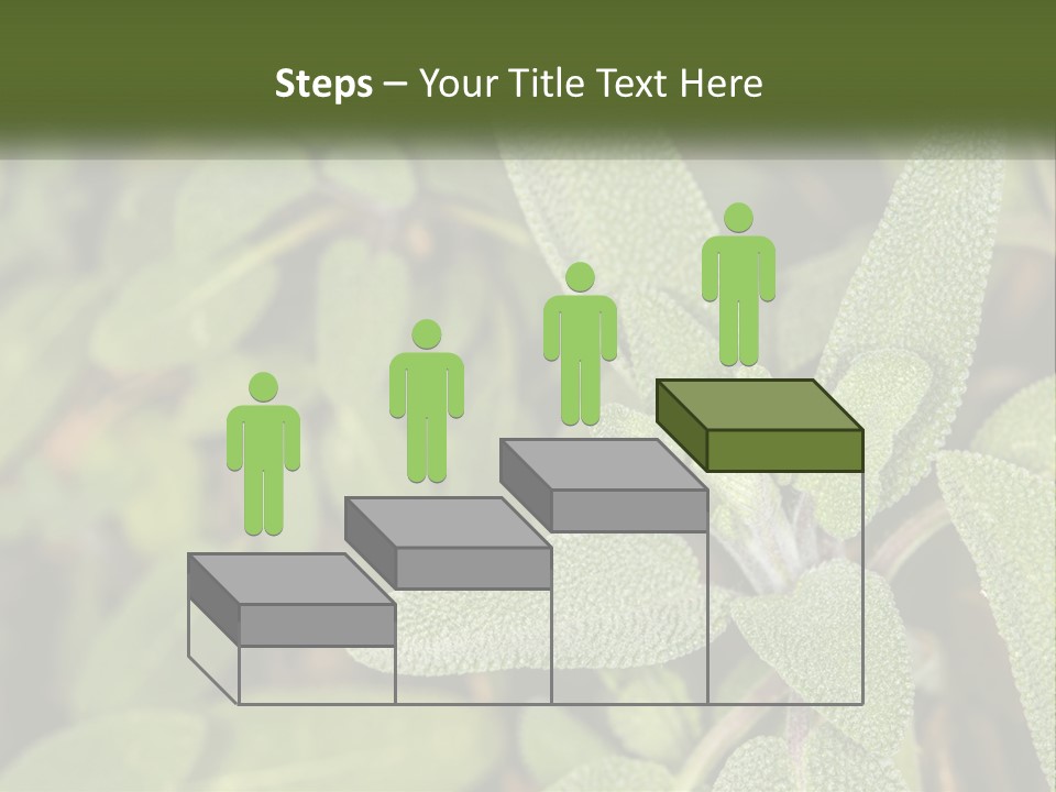 A Group Of Sage Plants With Green Leaves PowerPoint Template