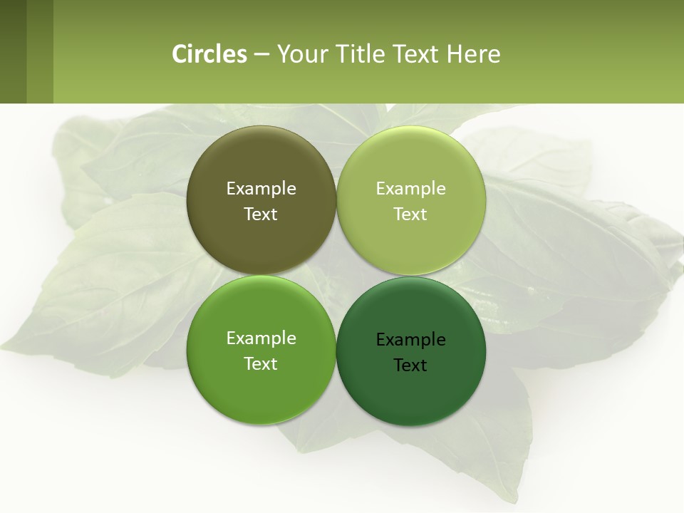 A Pile Of Fresh Basil Leaves On A White Background PowerPoint Template