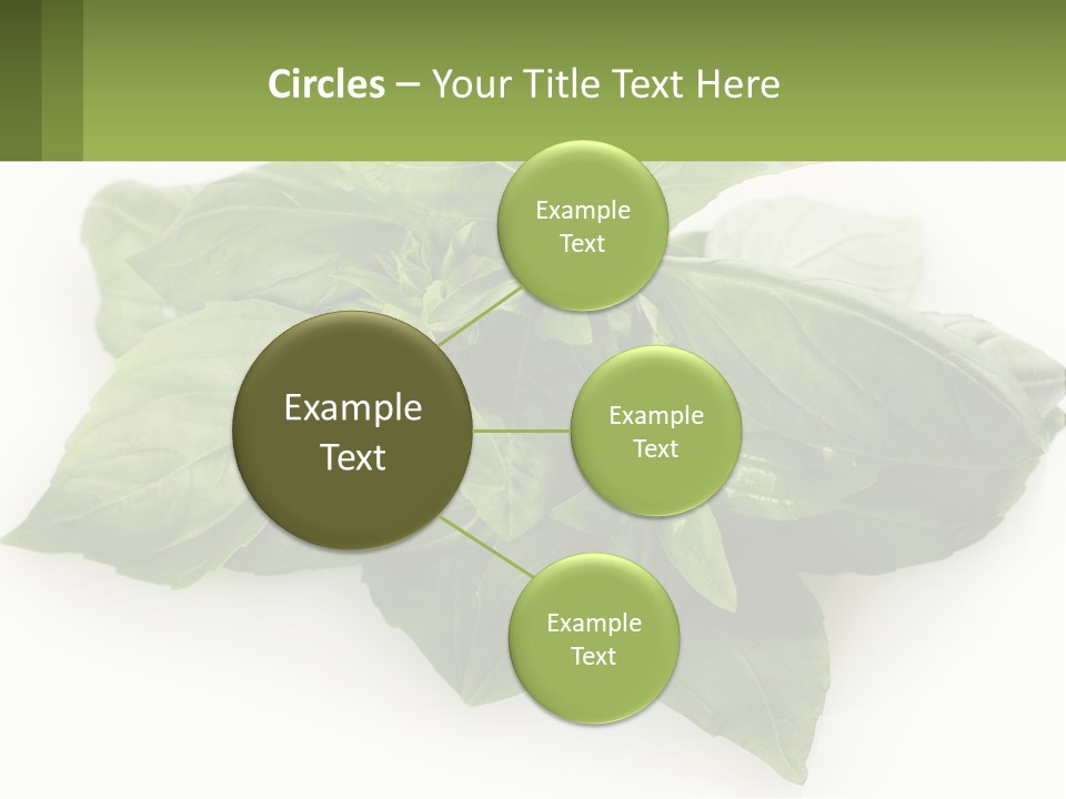 A Pile Of Fresh Basil Leaves On A White Background PowerPoint Template