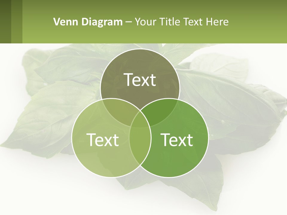 A Pile Of Fresh Basil Leaves On A White Background PowerPoint Template