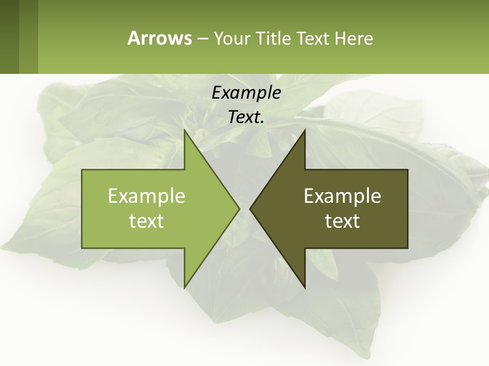 A Pile Of Fresh Basil Leaves On A White Background PowerPoint Template