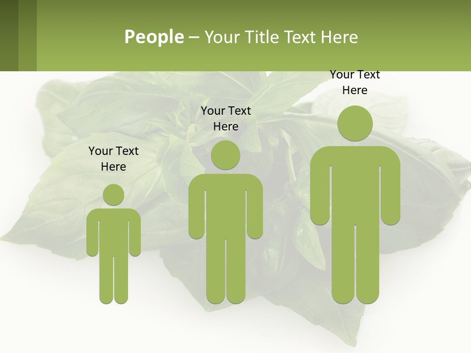 A Pile Of Fresh Basil Leaves On A White Background PowerPoint Template