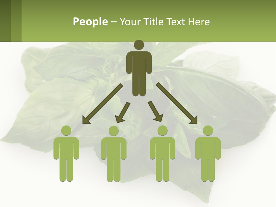 A Pile Of Fresh Basil Leaves On A White Background PowerPoint Template