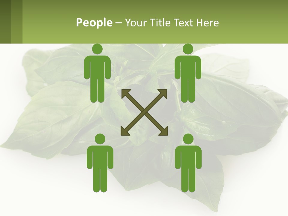 A Pile Of Fresh Basil Leaves On A White Background PowerPoint Template