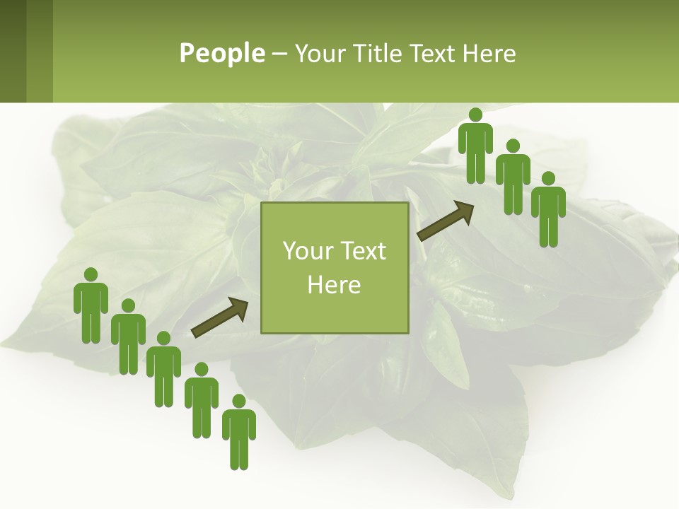 A Pile Of Fresh Basil Leaves On A White Background PowerPoint Template