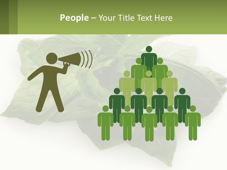 A Pile Of Fresh Basil Leaves On A White Background PowerPoint Template