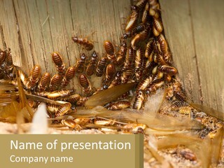 A Group Of Termites On A Wooden Surface PowerPoint Template