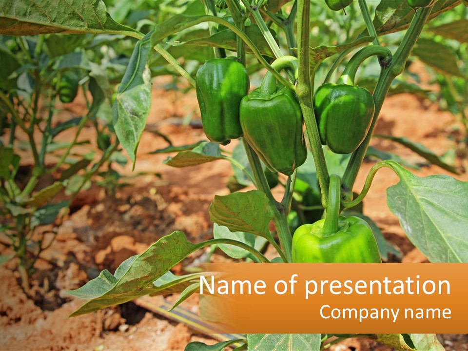 Green Peppers Growing On A Plant In A Field PowerPoint Template