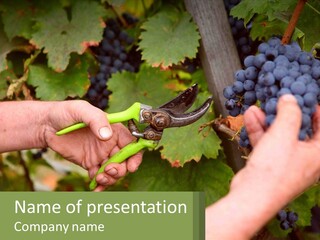 A Person Cutting Grapes With A Pair Of Scissors PowerPoint Template
