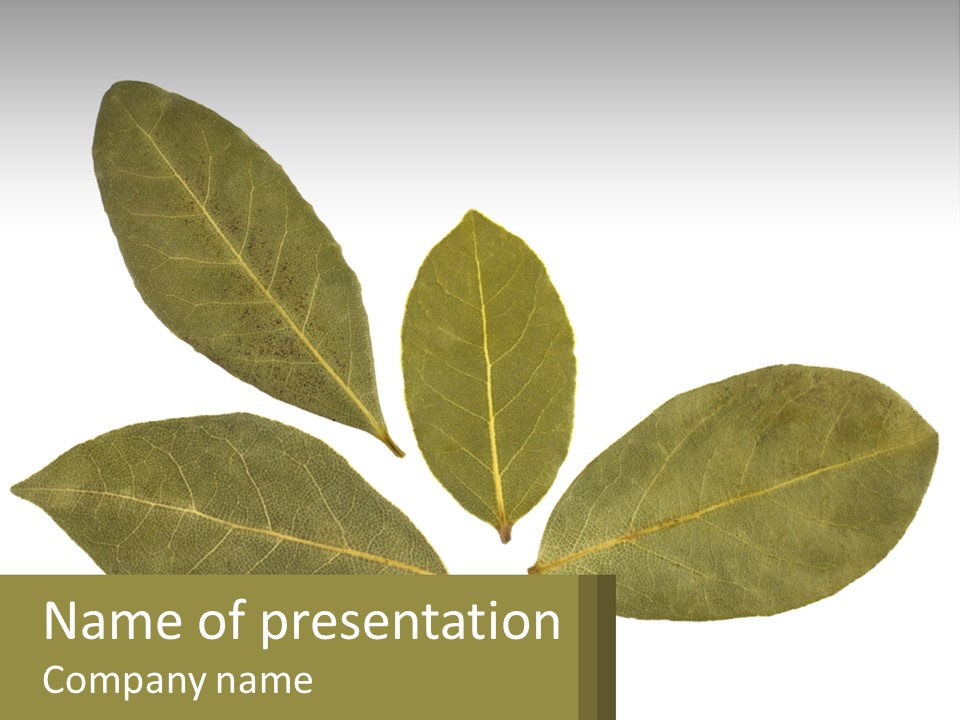 A Green Leaf Powerpoint Presentation Is Shown PowerPoint Template