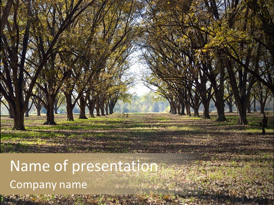 A Park Filled With Lots Of Trees Covered In Leaves PowerPoint Template